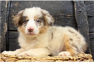 Bridget - Miniature Australian Shepherd for sale