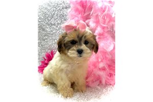 Princess - Shih-Poo - Shihpoo for sale