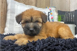 Lady - Soft Coated Wheaten Terrier for sale