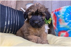 River - Soft Coated Wheaten Terrier for sale