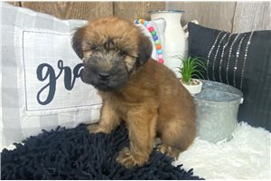 Leopold - Soft Coated Wheaten Terrier for sale