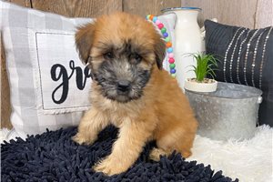 Lindsey - Soft Coated Wheaten Terrier for sale