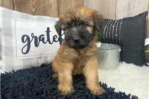 Olanna - Soft Coated Wheaten Terrier for sale
