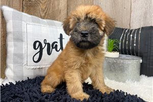 Linda - Soft Coated Wheaten Terrier for sale