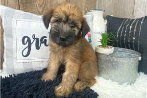 Olive - Soft Coated Wheaten Terrier for sale