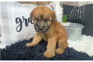 Luther - Soft Coated Wheaten Terrier for sale