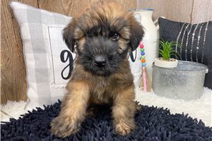 Lenny - Soft Coated Wheaten Terrier for sale