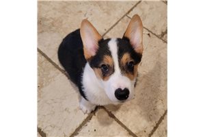 Goofy - Corgi, Pembroke Welsh for sale
