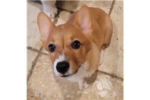 Fajita - Corgi, Pembroke Welsh for sale