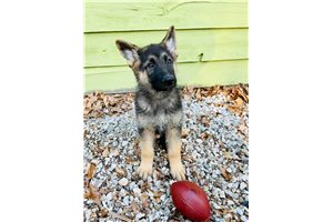 Gunter - puppy for sale