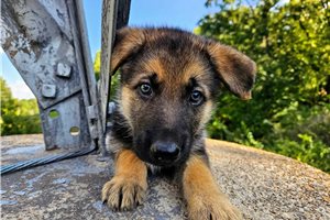 Calla - puppy for sale