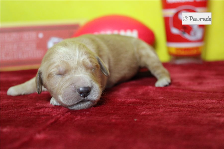 Todd - Golden Retriever for sale