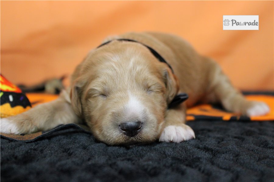 Ajax - Goldendoodle for sale