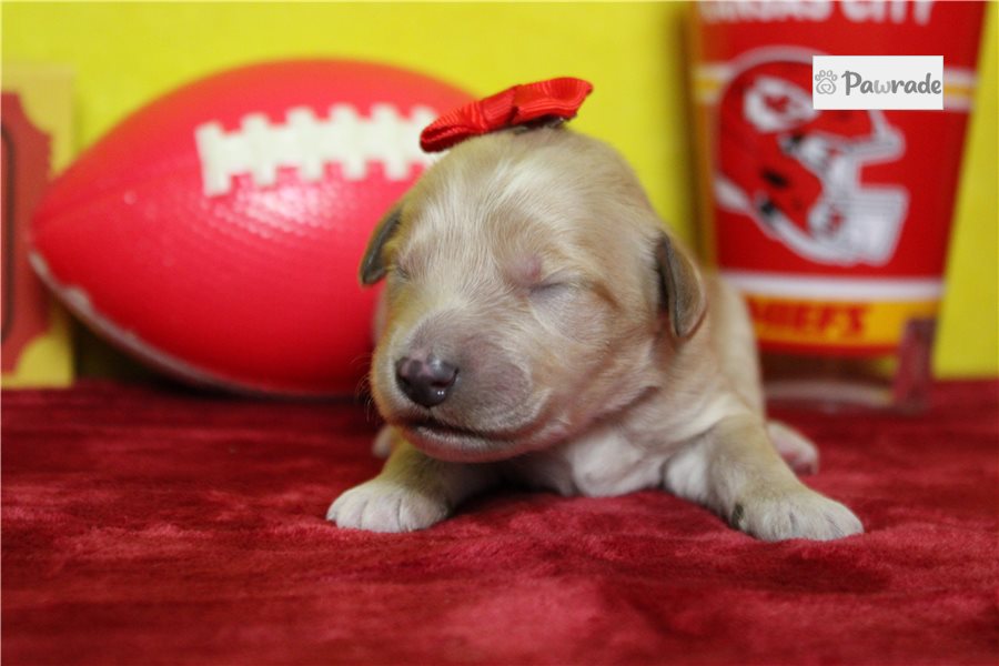 Amina - Goldendoodle for sale