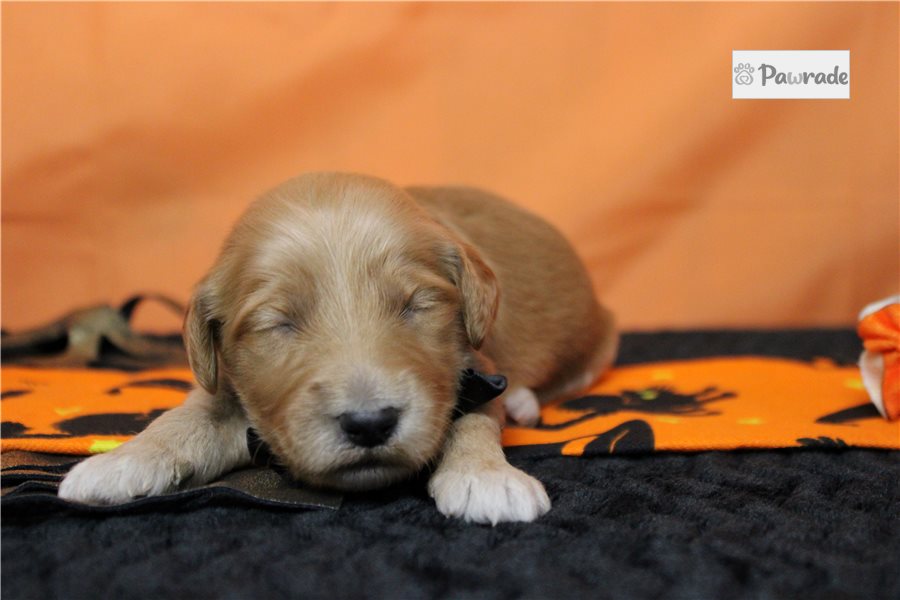 Adonis - Goldendoodle for sale