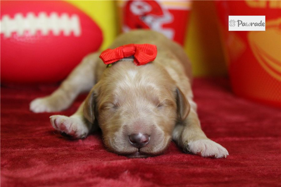 Alexa - Goldendoodle for sale