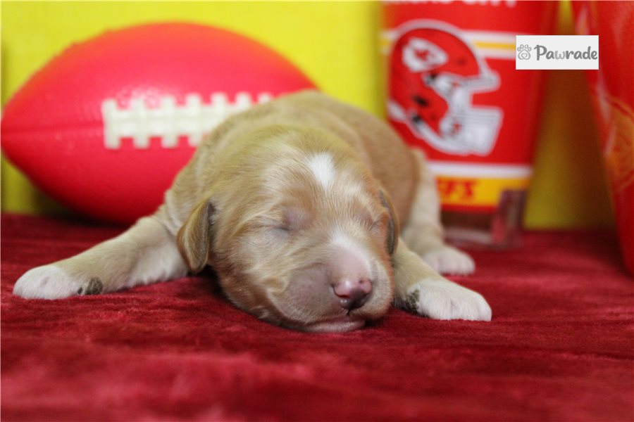 August - Goldendoodle for sale