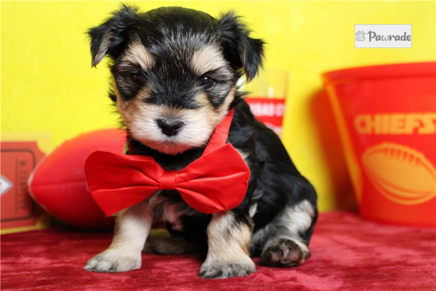 Nixon, male Morkie puppy for sale
