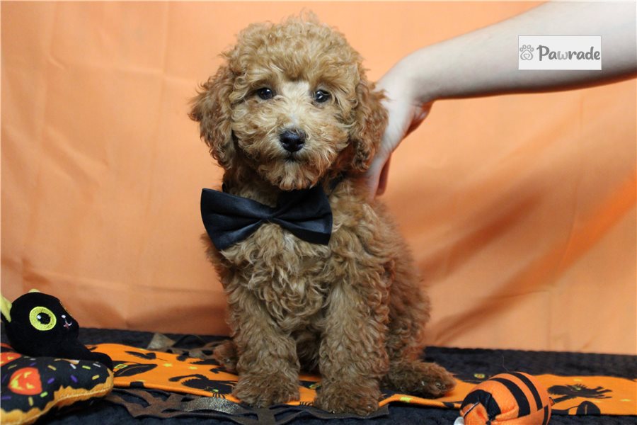 Snyder - Miniature Poodle for sale
