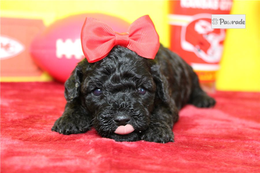 Rhea - Miniature Poodle for sale