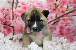 Lincoln - Akita for sale