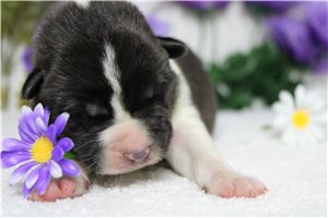 Levi - puppy for sale