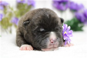 Logan - Akita for sale