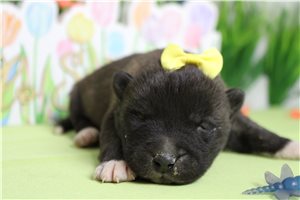 Lily - Akita for sale