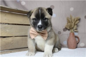 Lincoln - Akita for sale