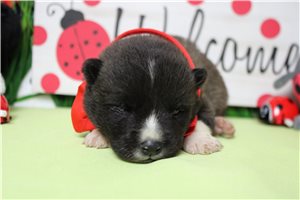 Luna - Akita for sale