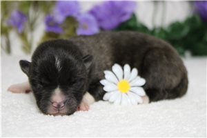 Luna - puppy for sale