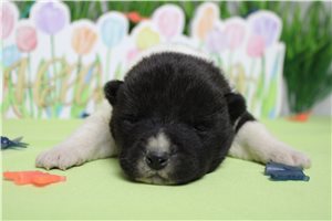 Liam - Akita for sale