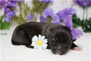 Lily - puppy for sale