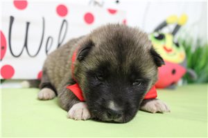 Logan - Akita for sale