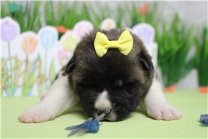 Lucy - Akita for sale