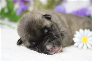 Lucas - puppy for sale