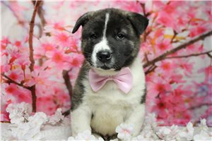 Levi - Akita for sale