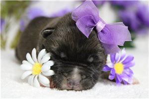 Layla - puppy for sale