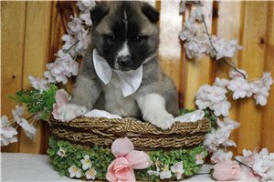 Lincoln - Akita for sale