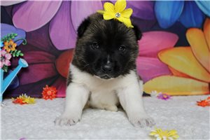 Layla - Akita for sale