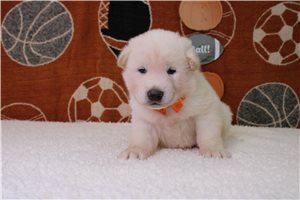 Olaf - puppy for sale