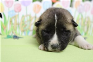 Lincoln - Akita for sale