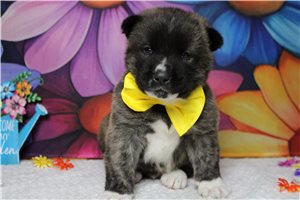 Lucas - Akita for sale