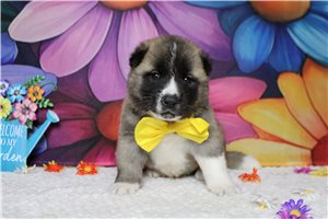 Lincoln - Akita for sale