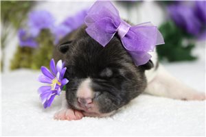 Lucy - puppy for sale