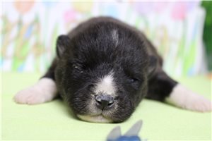 Luna - Akita for sale