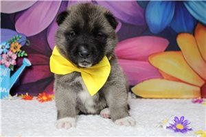 Logan - Akita for sale