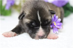 Lincoln - puppy for sale