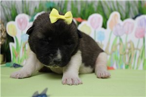 Layla - Akita for sale