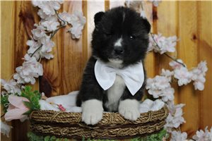 Lucca - Akita for sale